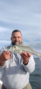 European Bass (Seabass)