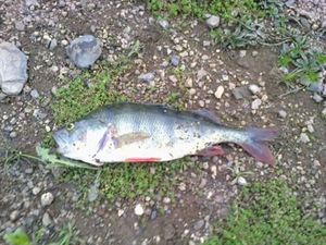 European Perch