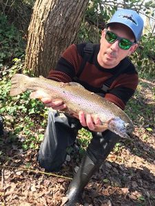 Rainbow Trout