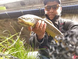 Brown Trout