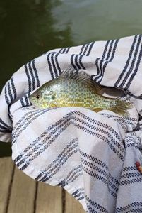 Green Sunfish