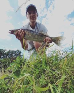 Zander