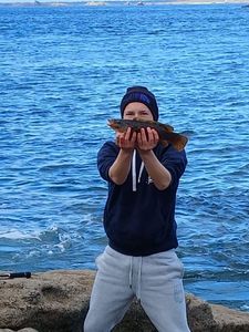 Ballan Wrasse