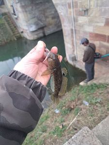 Giant Goby