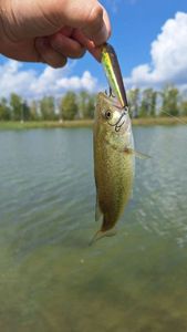 Largemouth Bass