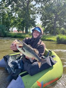 Largemouth Bass