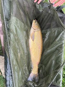 Grass Carp