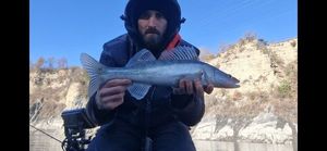 Zander