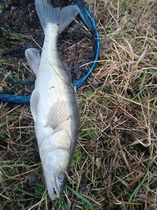 Zander