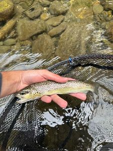 Brown Trout
