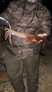 European Squid