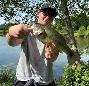 Largemouth Bass