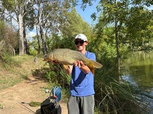 Common Carp