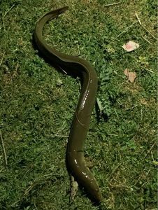 European Eel (Common Eel)
