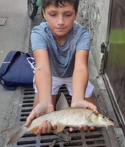 Barbel