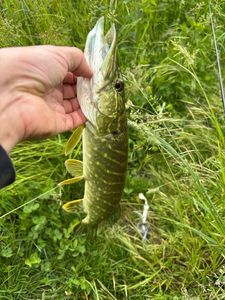 Northern Pike