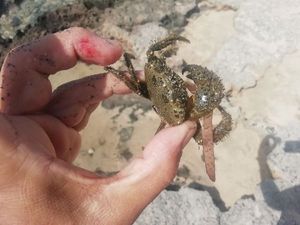 Warty Crab