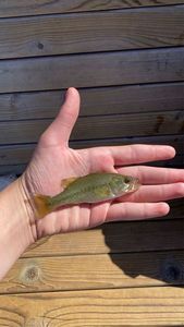 Largemouth Bass