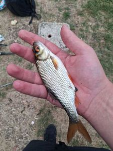 Roach