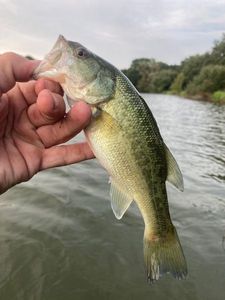 Largemouth Bass