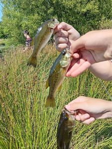 Largemouth Bass