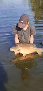 Mirror Carp