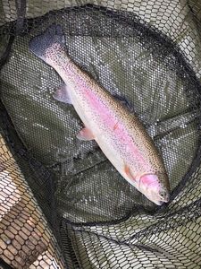 Rainbow Trout