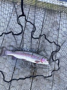 Rainbow Trout