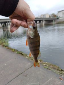 European Perch