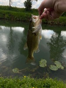 Smallmouth Bass