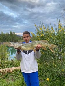 Northern Pike