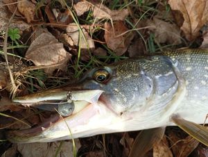 Northern Pike
