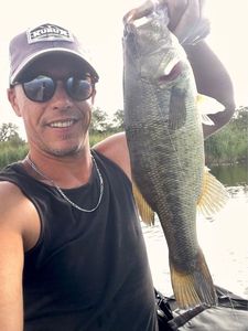 Largemouth Bass