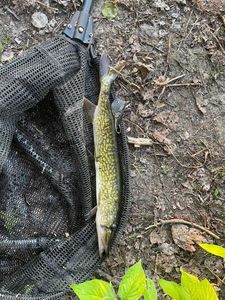 Chain Pickerel