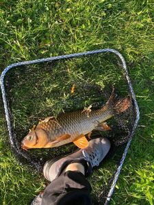 Crucian Carp