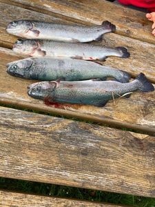 Rainbow Trout