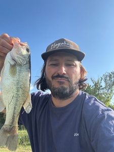 Largemouth Bass