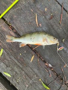 European Perch