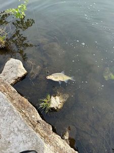 Common Bream