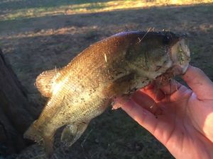Largemouth Bass