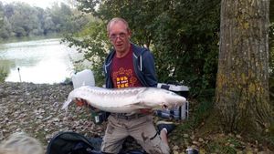 Sturgeon