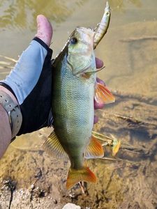 European Perch
