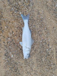 European Bass (Seabass)