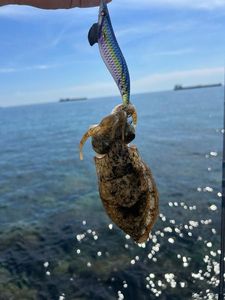 Common Cuttlefish