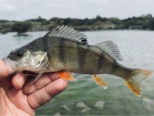 European Perch