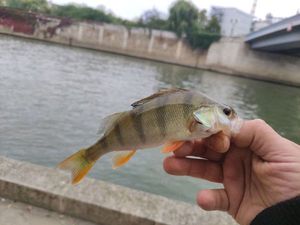 European Perch