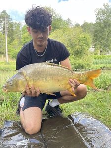 Mirror Carp