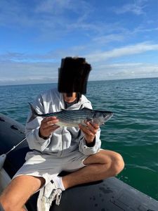 Atlantic Bonito