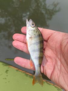 European Perch