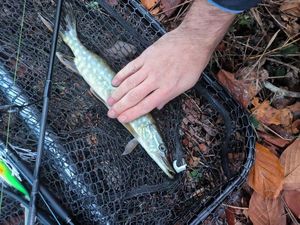 Northern Pike